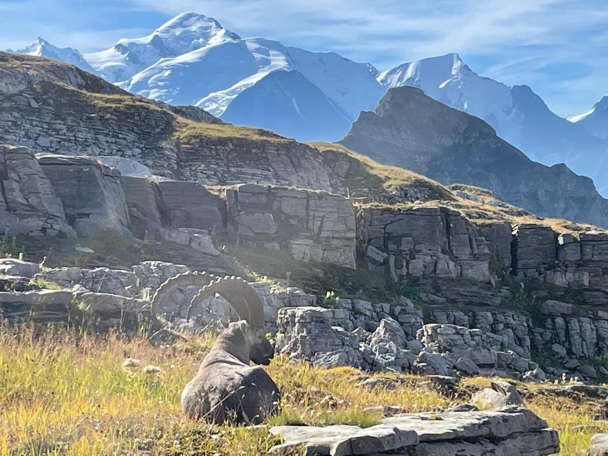 Residence Les Chardons Argentes Samoëns Eksteriør billede